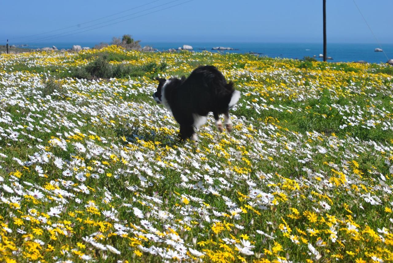 Stay At Bokkoms In Paternoster Self Catering Accommodation Dış mekan fotoğraf