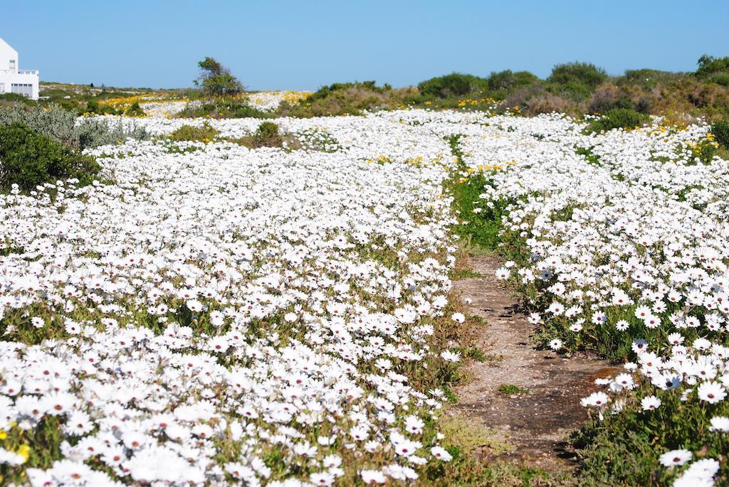 Stay At Bokkoms In Paternoster Self Catering Accommodation Dış mekan fotoğraf